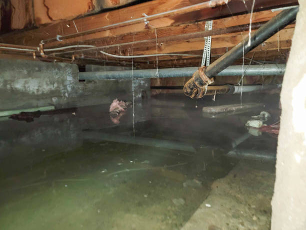 Best Carpet water damage restoration  in Ponce Inlet, FL